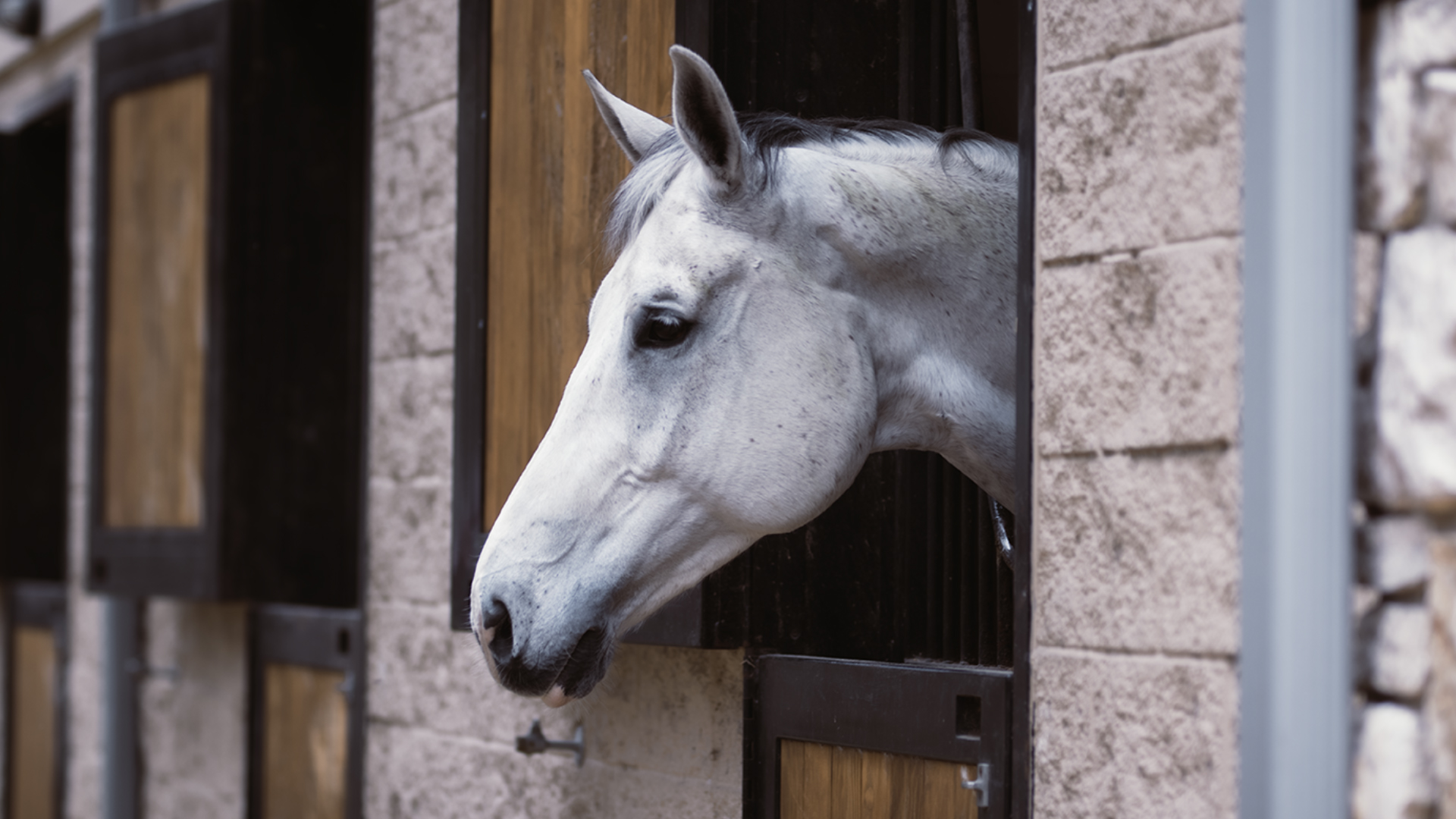 horse accessories store