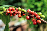 The History of Coffee