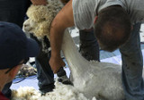 All About Alpaca Shearing