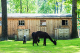 Four Acres Living and Alpaca Manure