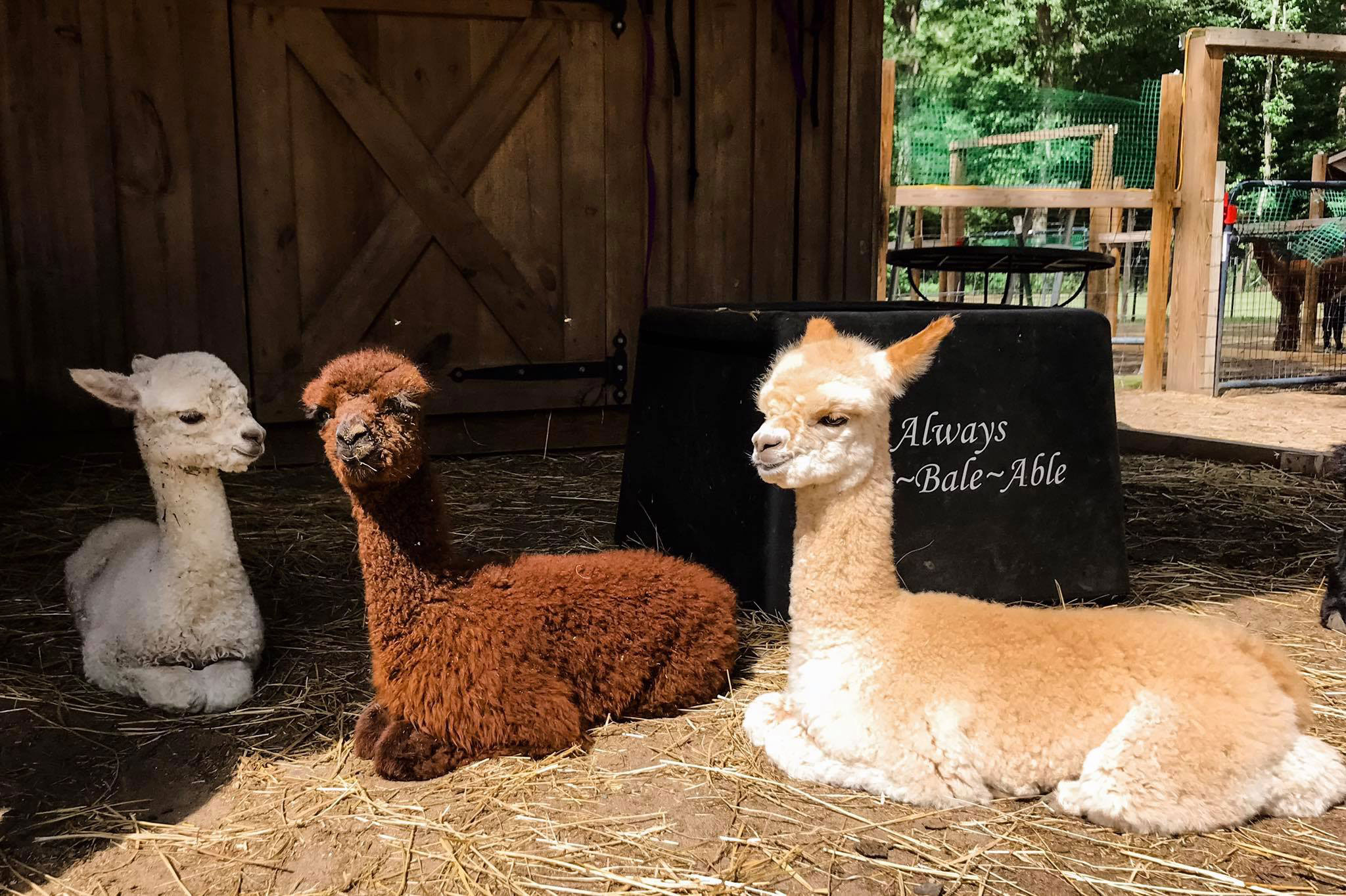 Alpaca Alternative Products