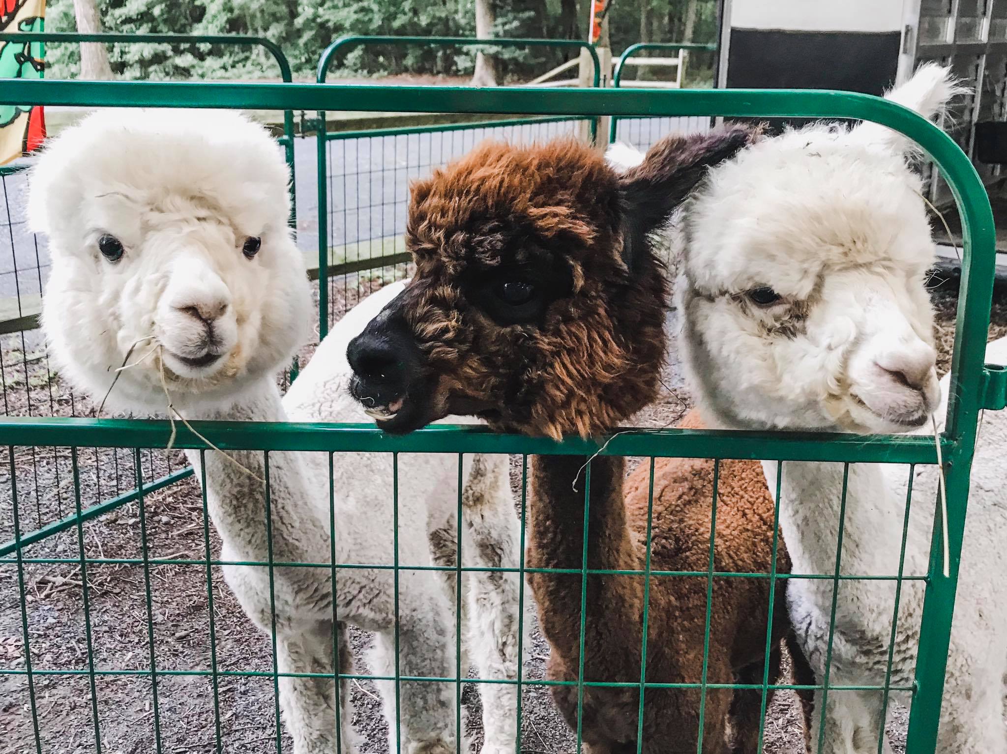 Alpaca vs. Cashmere