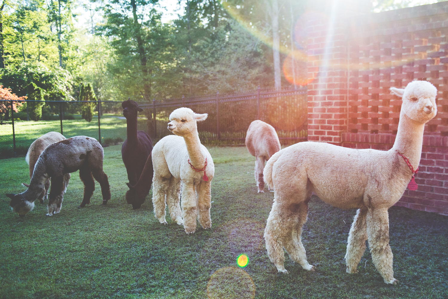 Benefits of Alpaca Fiber (Part 1) Four Acres Living