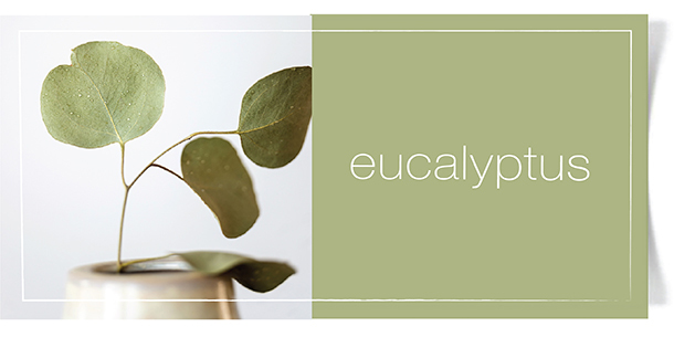 eucalyptusfragrance4.jpg