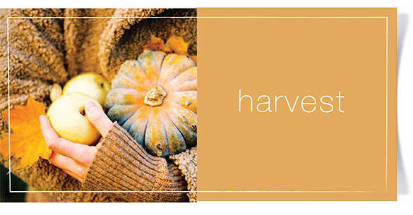 harvestfragrance4.jpg