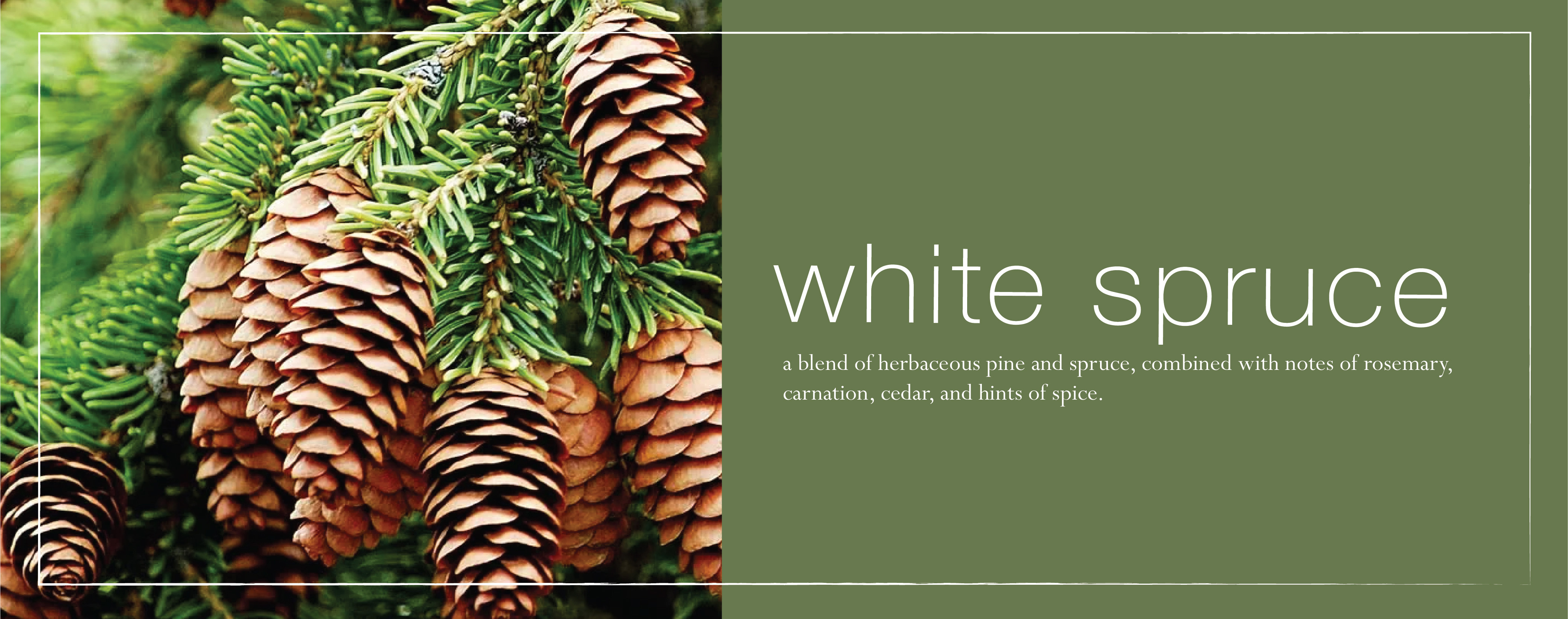 new-white-spruce-fragrance-banner-copy.jpg