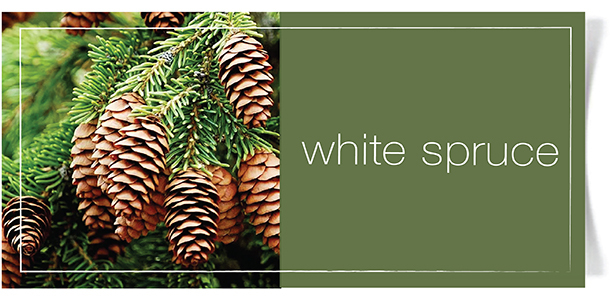 whitesprucefragrance4.jpg