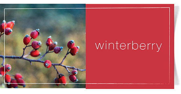 winterberryfragrance4.jpg