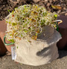 Trail sprouts growing in hemp sprout bag