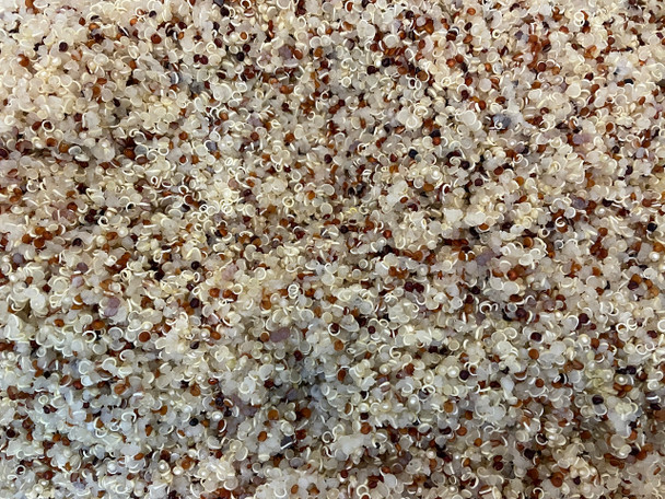 Tricolor Quinoa, a colorful blend of three seeds - golden, red, and black. 