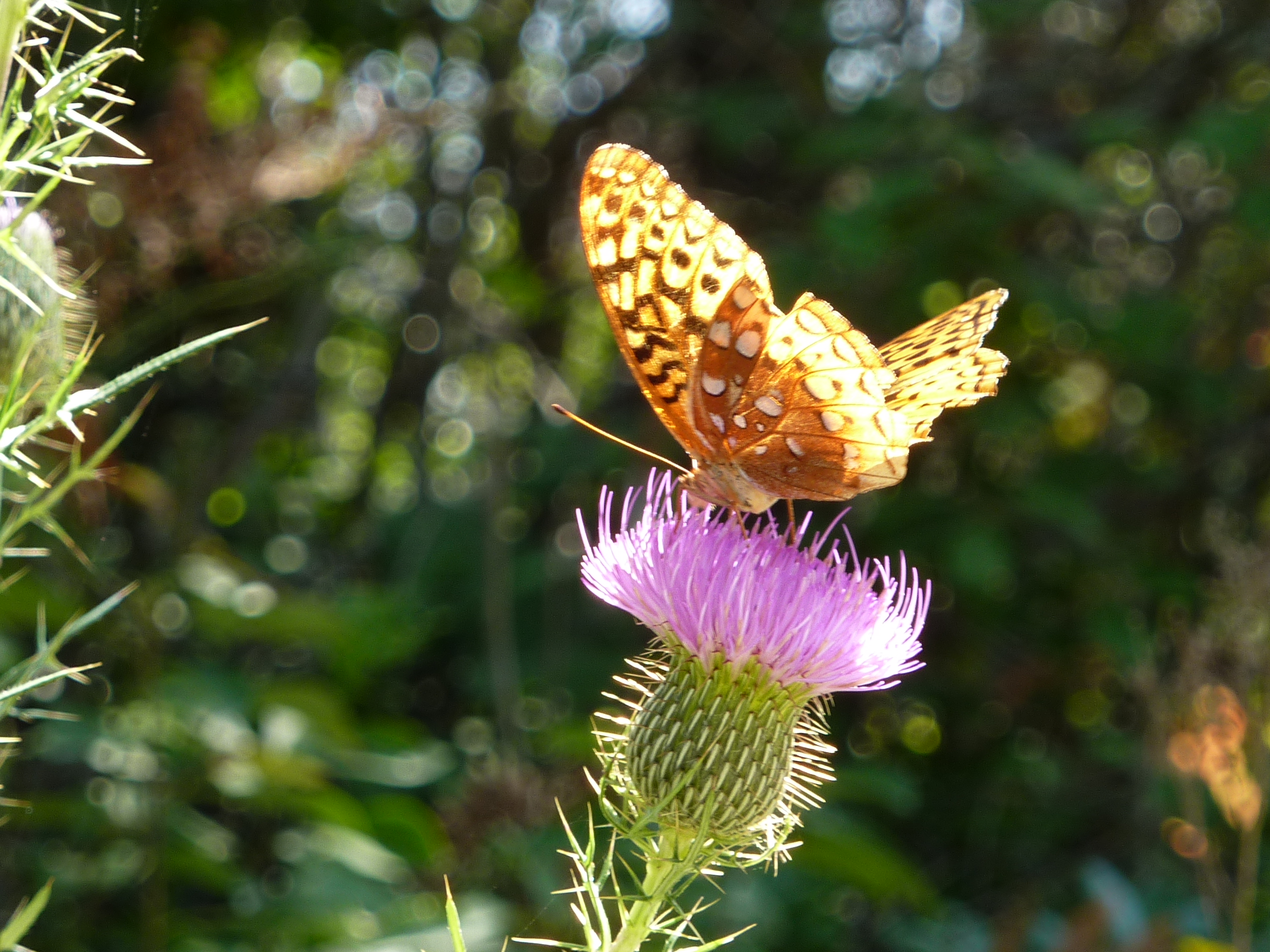 butterfly