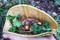 Sunny Sunflower Taco. Fresh Cilantro and taco not included!