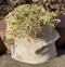 Trail Sprouting Outdoor Herbivore