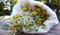 Trail Sprouting Outdoor Herbivore