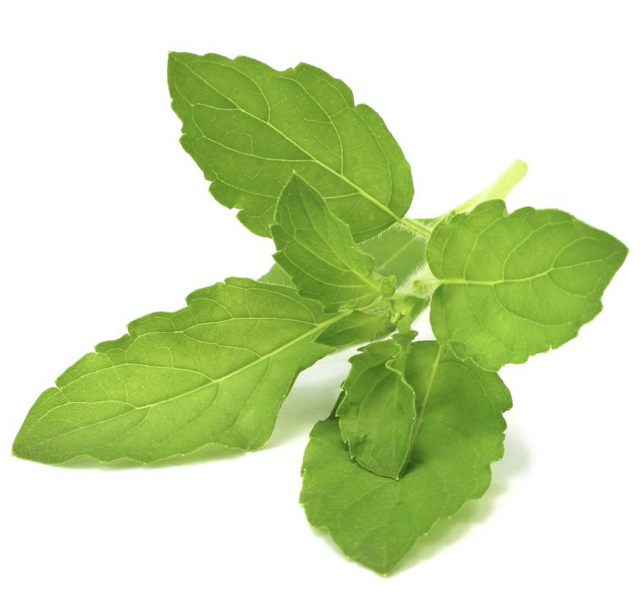 Tulsi Holy Basil Leaves