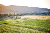 Feathertop - Pedal & Picnic in the Vines