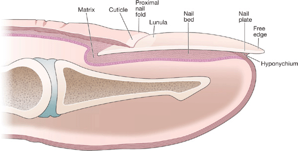 Science Of Human Body Anatomical Training Poster Fingernail Anatomy  Structure Of Human Nail Crosssection Of The Finger Side View Detailed  Medical Vector Illustration Stock Illustration - Download Image Now - iStock