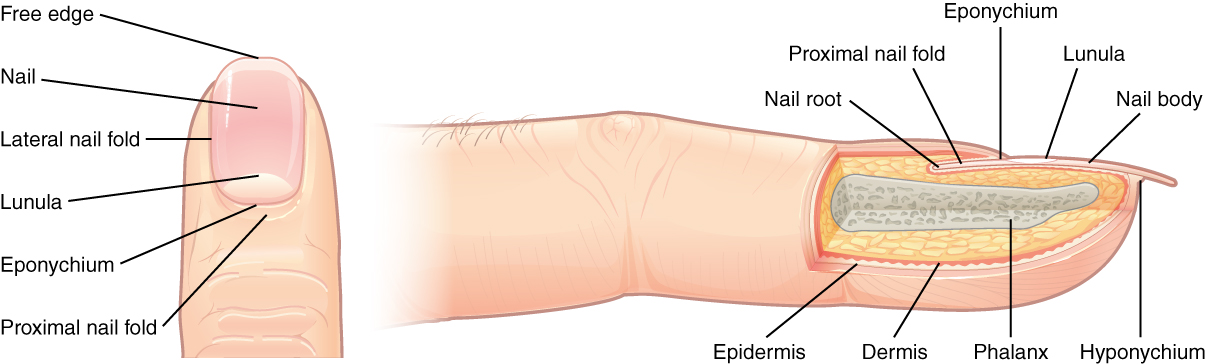 emDOCs.net – Emergency Medicine EducationEvidence-based Approach to Nailbed  Injuries: ED Presentations, Evaluation, and Management - emDOCs.net -  Emergency Medicine Education