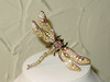 Ornate Dragonfly Brooch 1990's