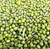 Picked Arbasona Olives  used to produce Extra Virgin Olive Oil