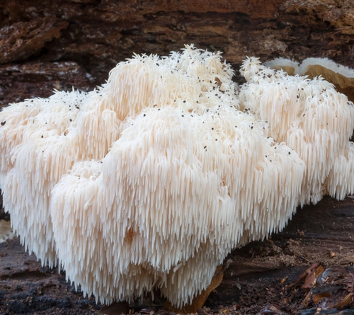 Lion’s Mane mushroom dried