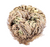 Rose of Jericho