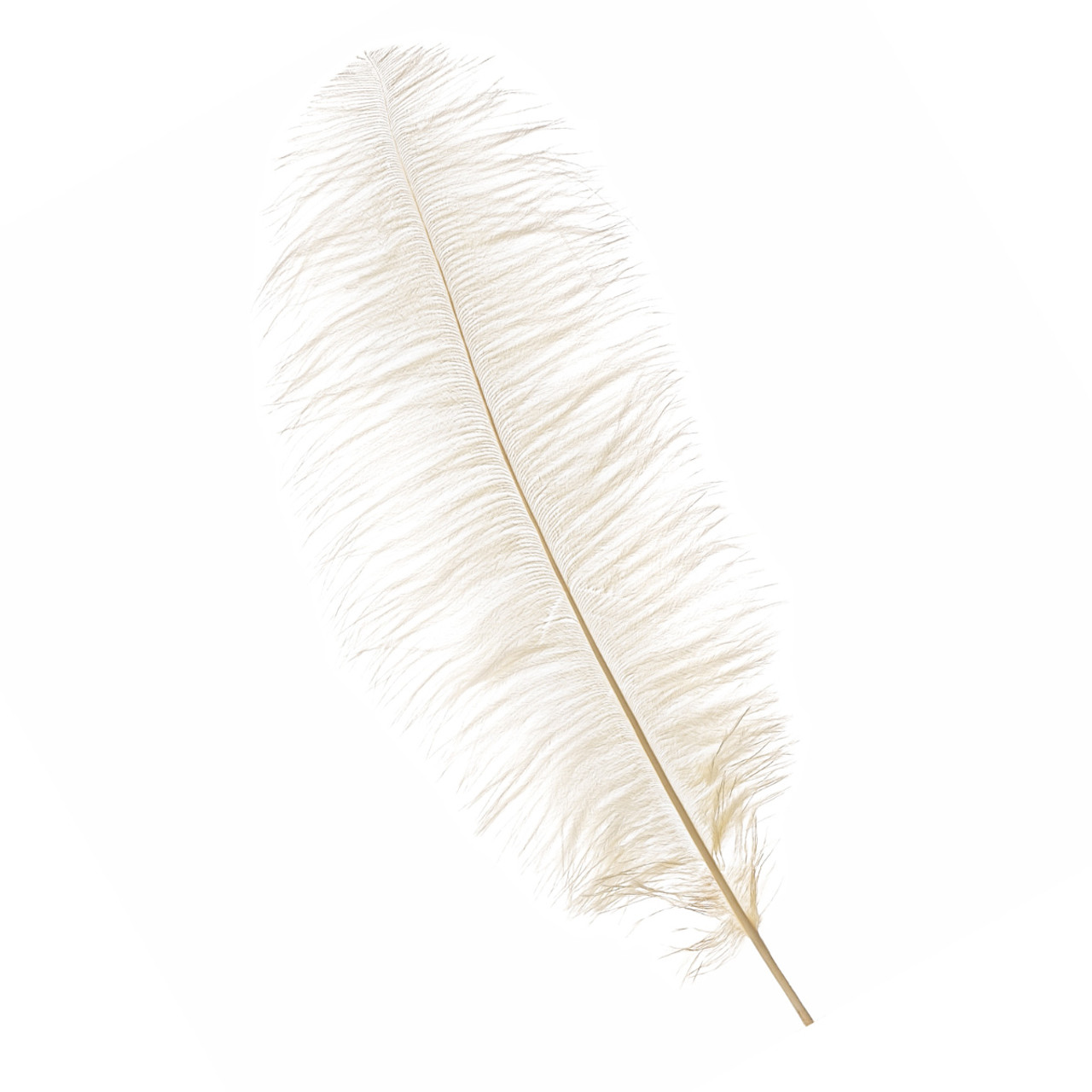 50-60cm Loose Ostrich Feathers, 5pcs - Ivory - Event Decor Shop