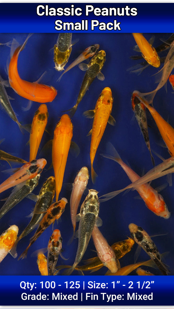 Small box of Baby Koi (peanuts)