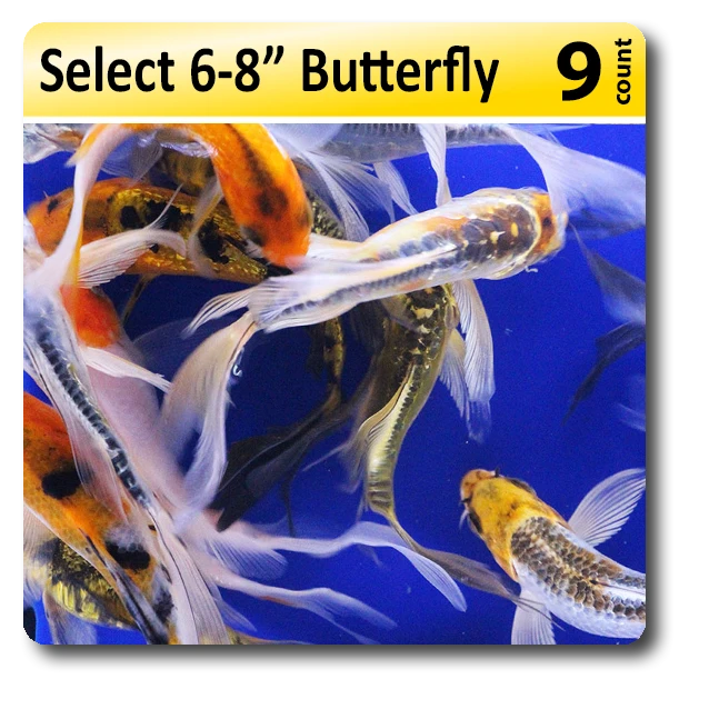 Butterfly Koi koi for sale