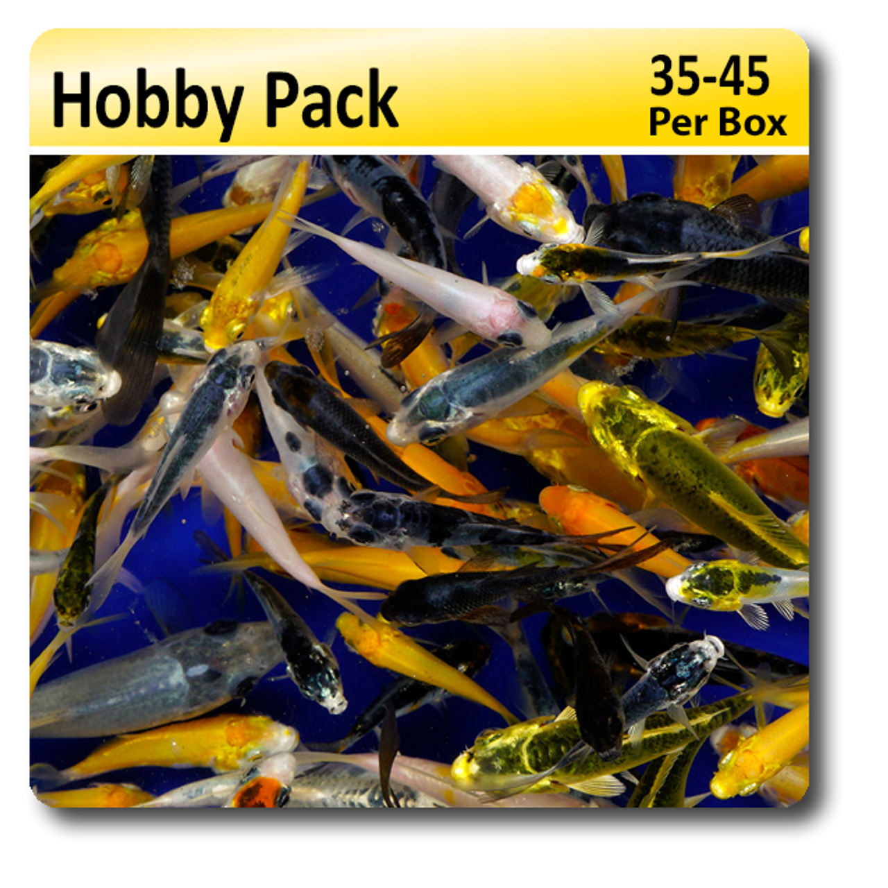 Hobby Pack of Gosanke Baby Koi (Peanuts) For Sale