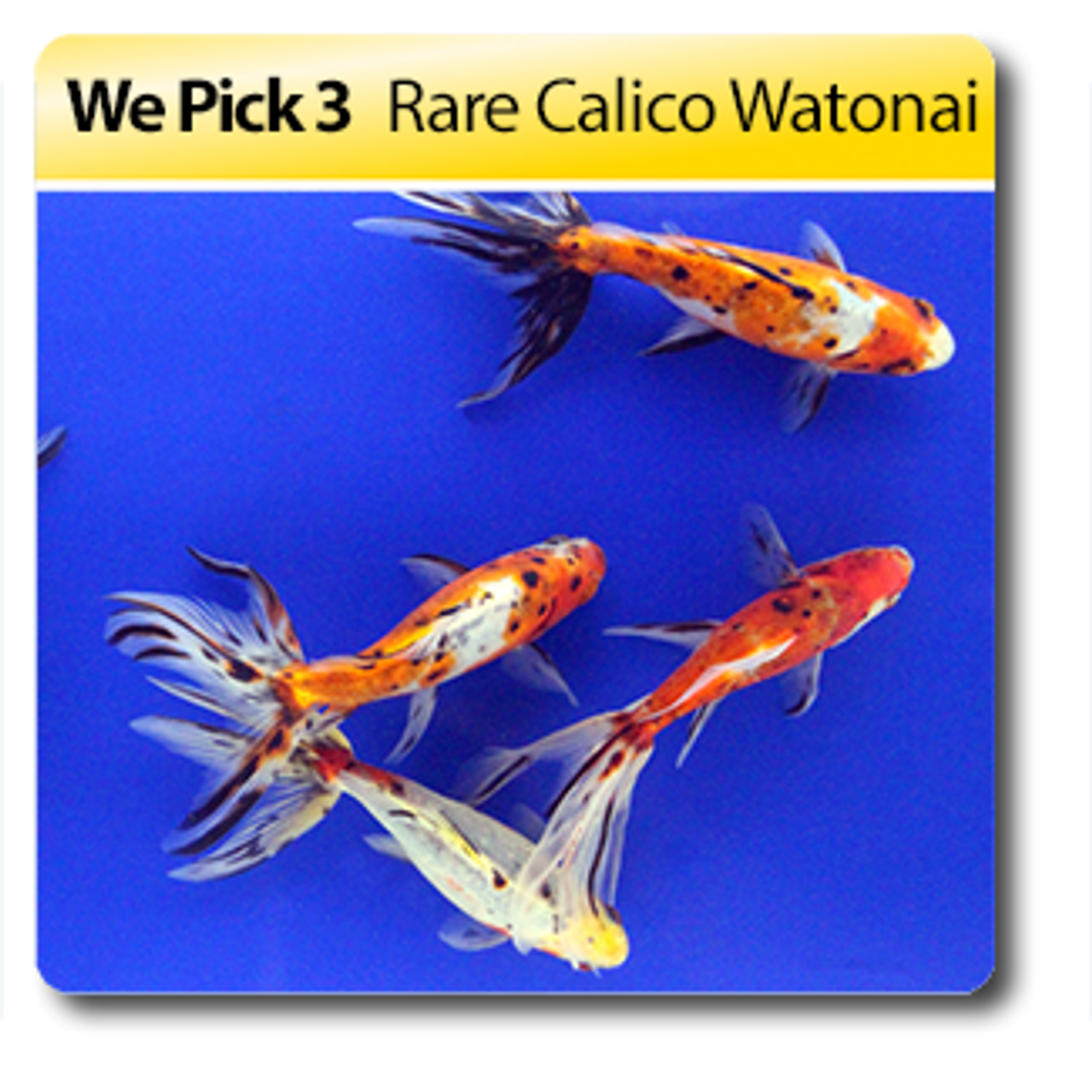 We Pick 3 Calico Watonai Goldfish Blackwater Creek Koi Farms