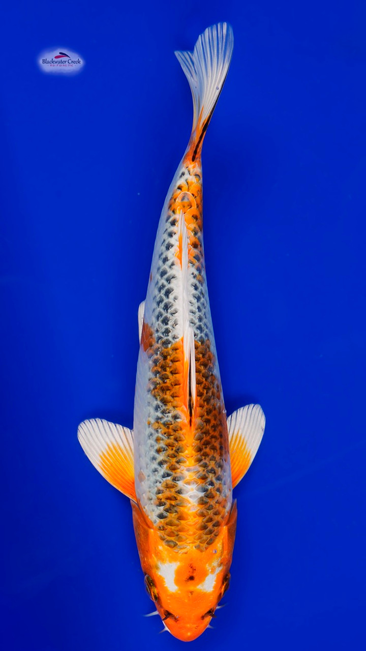 Kujaku Male 9 inches - Blackwater Creek Koi Farms