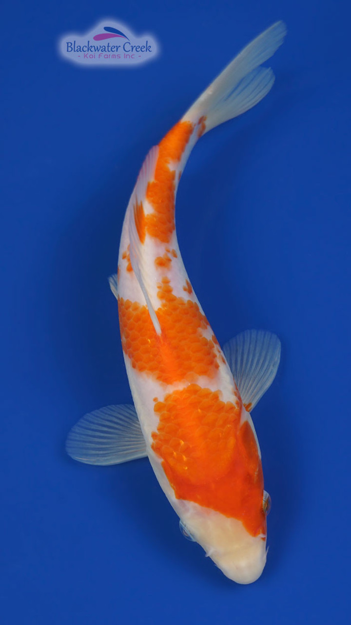 Kohaku 8.5 Inches [A22-ED9-8] - Blackwater Creek Koi Farms