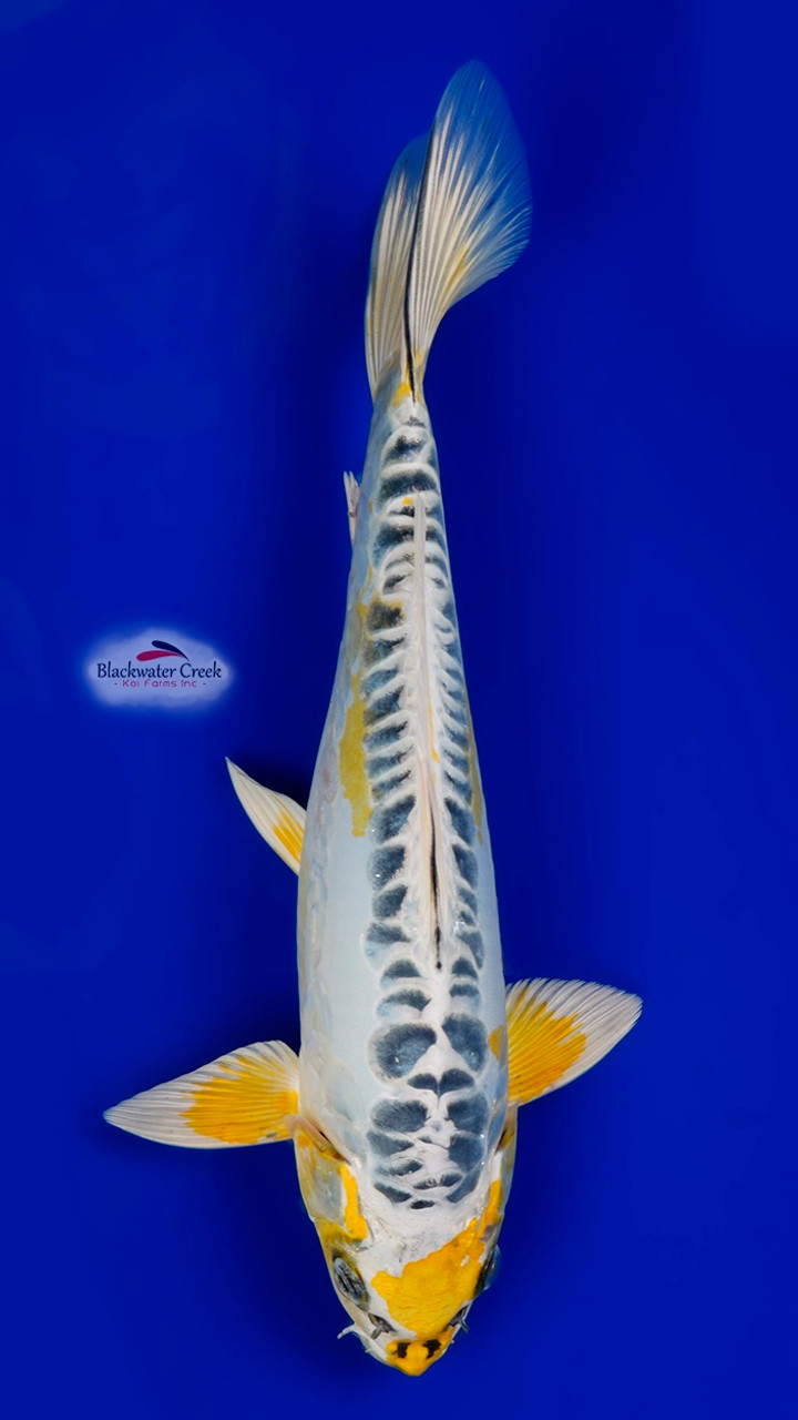 Doitsu Kujaku 12 inches - Blackwater Creek Koi Farms