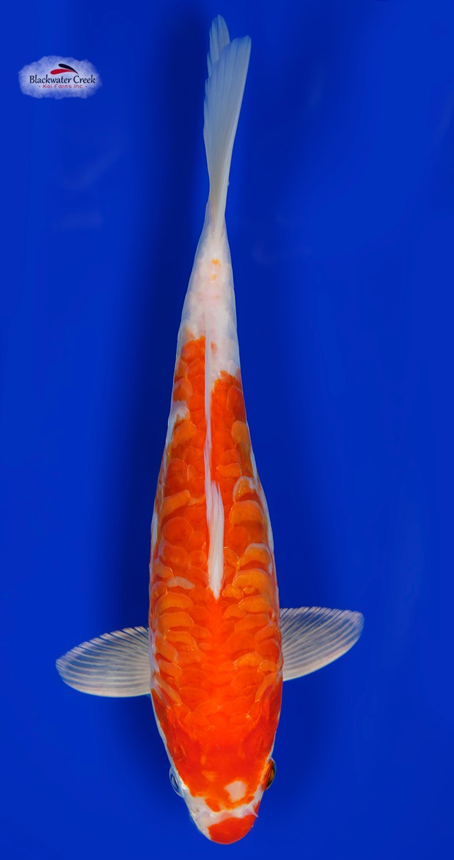 KOHAKUETC Doitsu Kohaku [ED12-112122-64] - Blackwater Creek Koi Farms