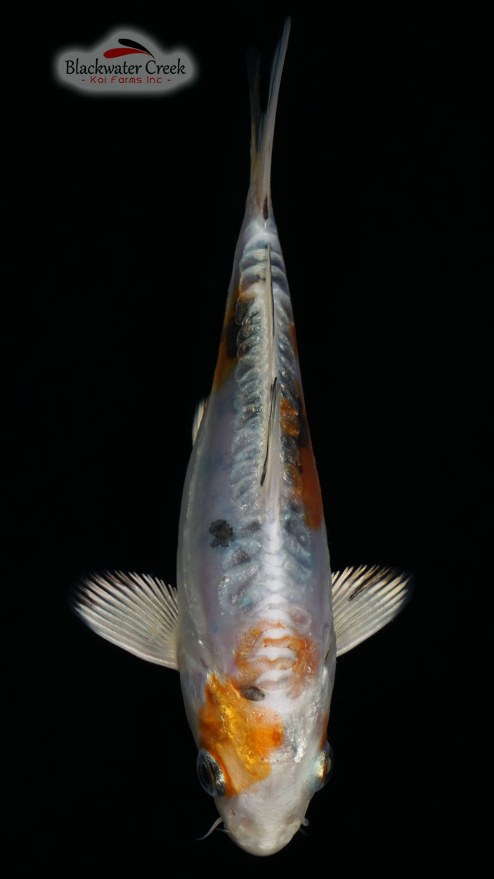Heisei Nishiki 5-6 inches [I23-T80-8] - Blackwater Creek Koi Farms