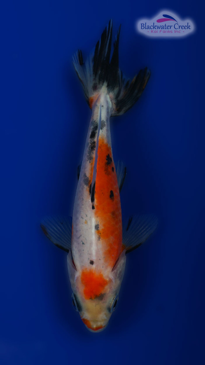 Red White & Black Wakin Goldfish 4-5 inches [PP23-T109-7] - Blackwater  Creek Koi Farms