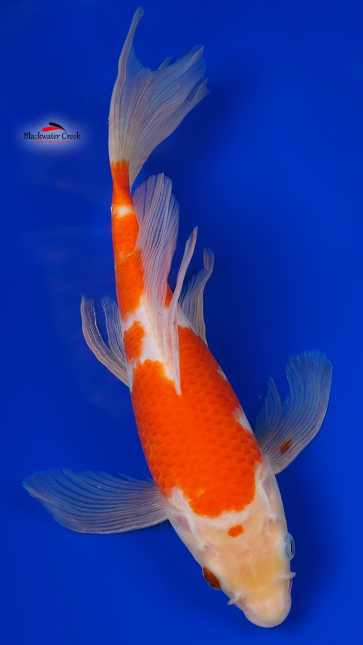 Kohaku 11 inches [ESH10-61423-53] - Blackwater Creek Koi Farms