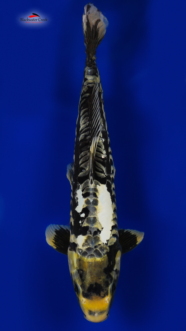 JUMBO Kumonryu 18 inches [EA5-81523-96] - Blackwater Creek Koi Farms