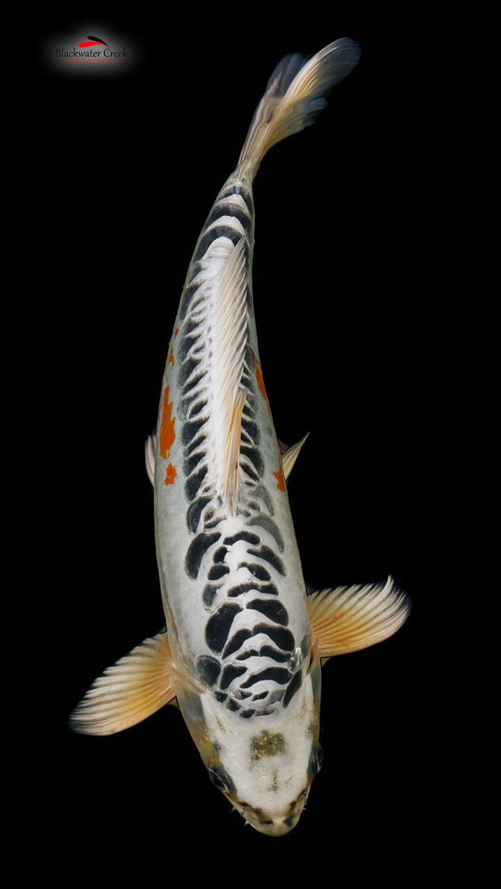 Doitsu Kujaku 15 inches [EC2-81523-163] - Blackwater Creek Koi Farms