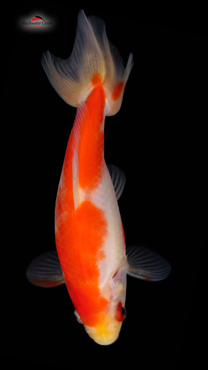 ♥︎fish＿vivan♥︎ Orange White Wakin 3-5 inches [QQ23-T67-6] - Blackwater Creek Koi