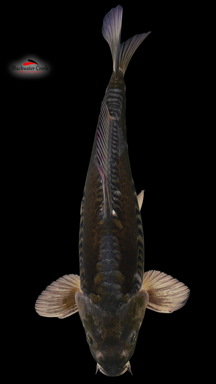 Doitsu Ochiba 16 inches [EC4-11923-41] - Blackwater Creek Koi Farms
