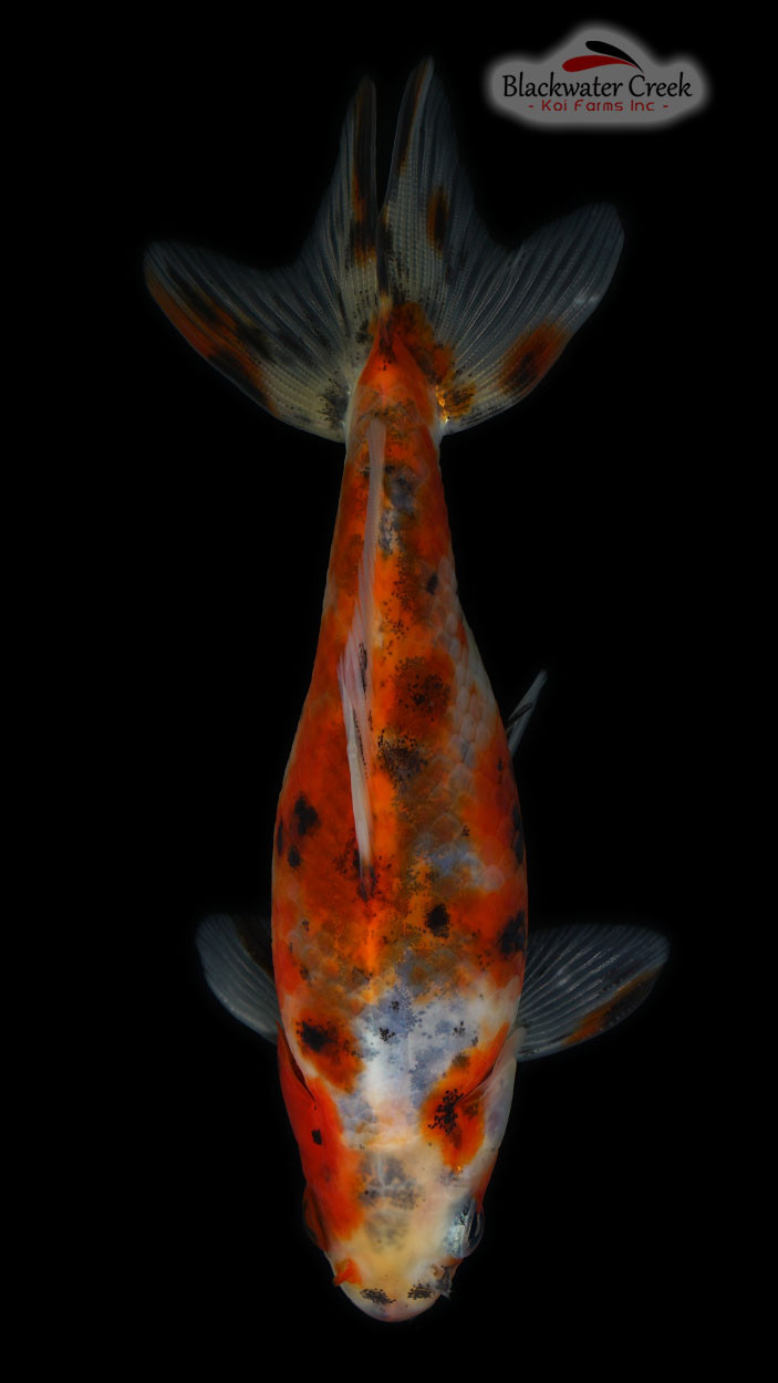 Calico Wakin 4-5 Inches [RR24-T79-4] - Blackwater Creek Koi Farms