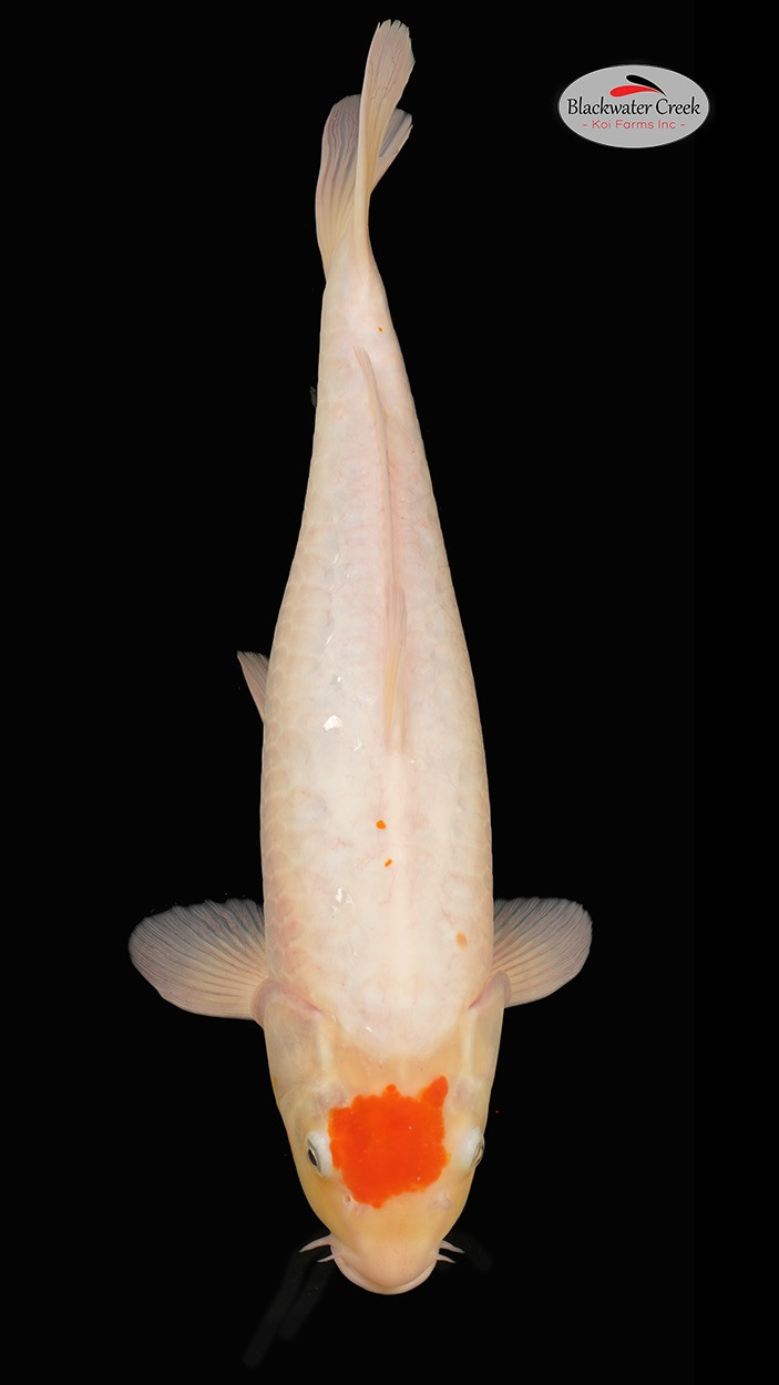 Kohaku 16 inches [E55-42324-5] - Blackwater Creek Koi Farms