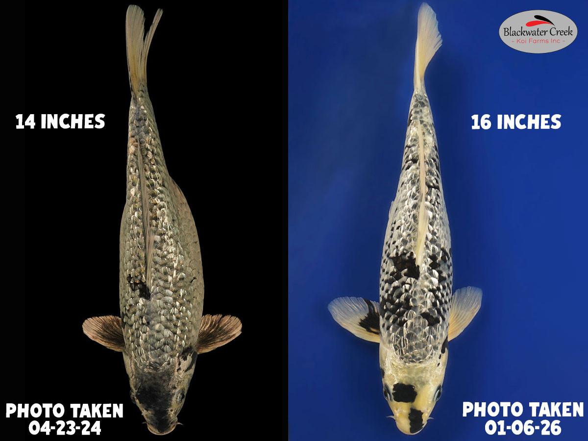 CHECK HOW THIS FISH CHANGED* 