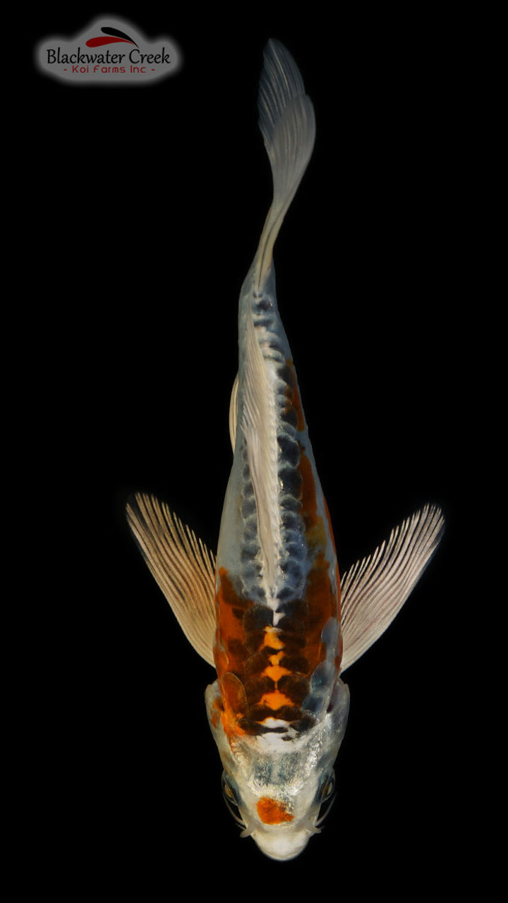 Beni Kikokuryu 4-5 inches [B24-T2-10] - Blackwater Creek Koi