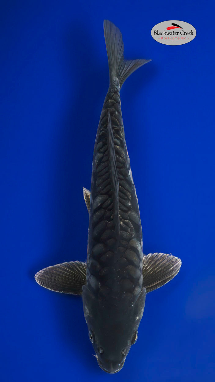 美品 MIYAGI KOGYO FUJIBANA 61/2 DOVER EG Doitsu Soragoi 14 inches [EC7-81424-66] - Blackwater Creek Koi Farms