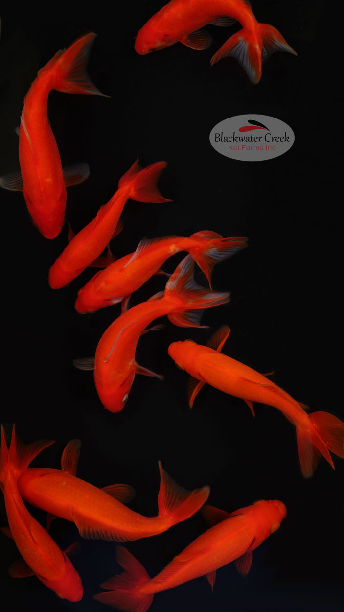We Pick Wakin Goldfish [WP3-T64-Wakin] Blackwater Creek Koi Farms