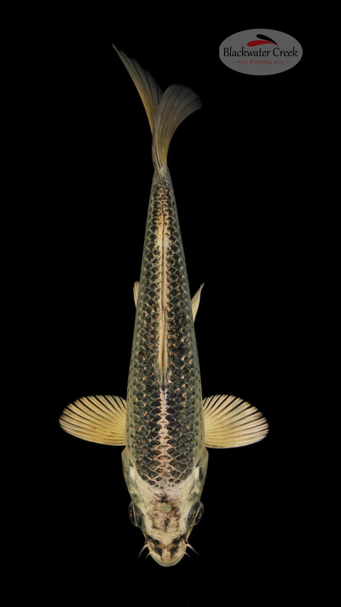 Gin Matsuba 67 inches [N24T522] Blackwater Creek Koi Farms