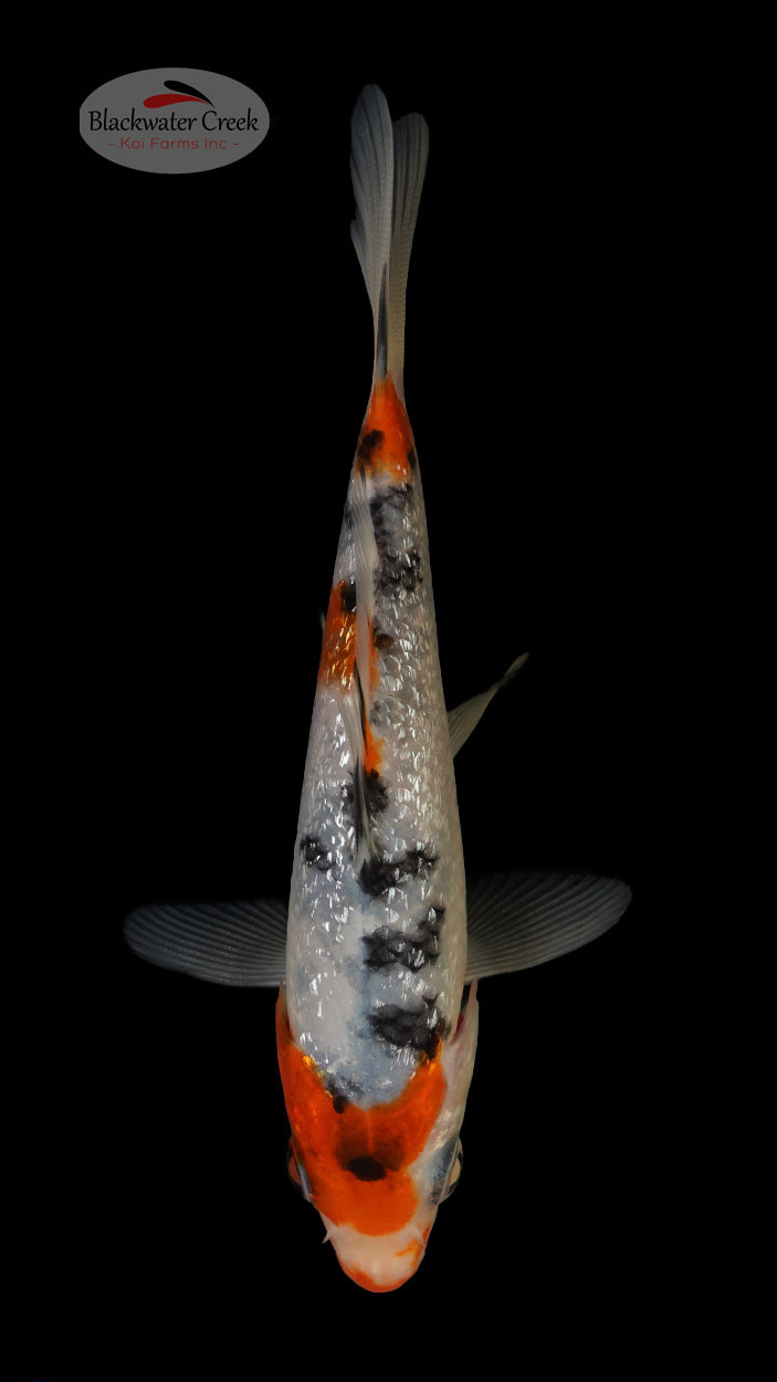 Gin Rin Sanke 45 inches [N24T552] Blackwater Creek Koi Farms